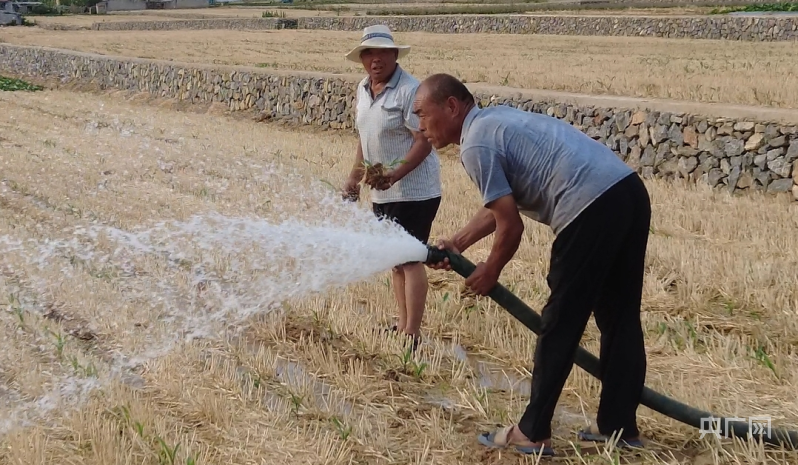 在现场｜山东沂水：降水较去年减少六成当地多措并举保障夏种用水(图1)