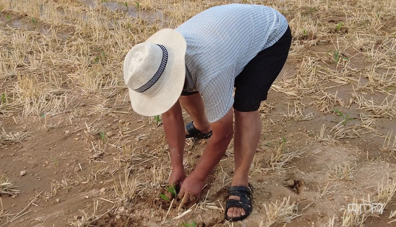 在现场｜山东沂水：降水较去年减少六成当地多措并举保障夏种用水(图2)