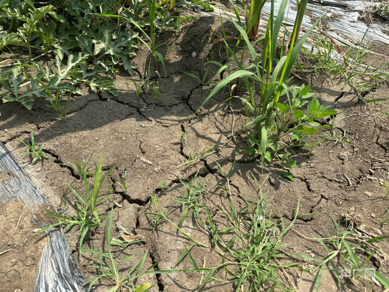 在现场丨应对高温少雨天气山东临沂全力以赴抗旱保种(图1)